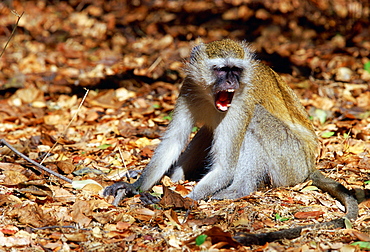 Vervet monkey displaying aggression, Zimbabwe, Africa