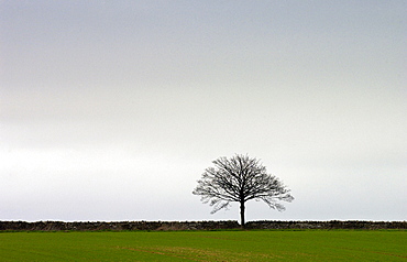 A single tree on the horizon of a Stow-on-the-Wold landscape, Oxfordshire