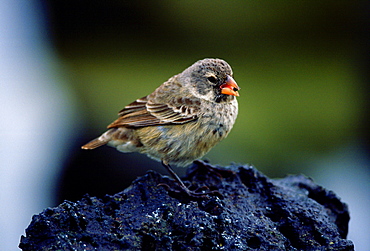 Darwin Finch bird feeding while on a rock, Santa Cruz, the Galapagos Islands, Ecuador