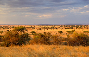 Serengeti Plains,Tanzania, East Africa