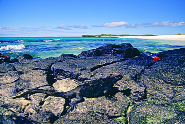 Marine iguana on the rocks, Galapagos Islands, Ecuador