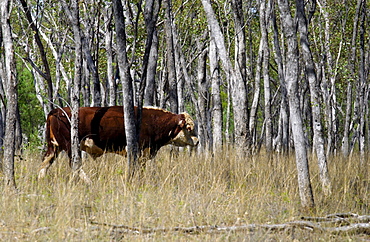 Bull walking among trees in Queensland, Australia