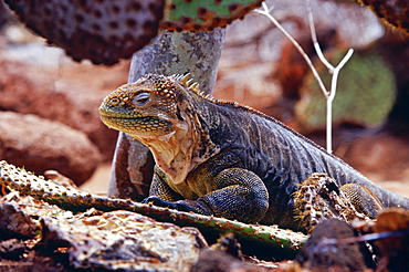 Land iguana camouflaged among cactus plants, Galapagos Islands, Ecuador