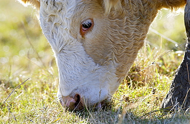 Cow grazing in a meadow  in Oxfordshire, England