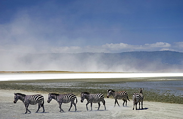 A herd of Common Plains Zebra (Grant's) by the salt pan of Lake Magadi in the  Ngorongoro Crater, Tanzania