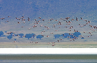 Lesser Flamingo, Ngorongoro Crater, Tanzania, East Africa