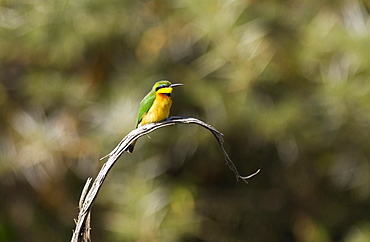 Little Bee-eater,  Ngorongoro, Tanzania, East Africa