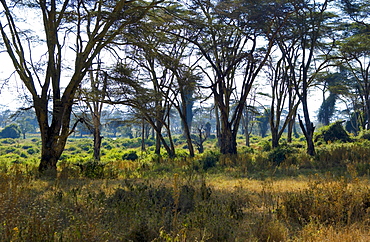 Lerai Forest Ngorongoro Crater,Tanzania