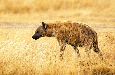 Spotted Hyena  in grassland, Grumeti, Tanzania