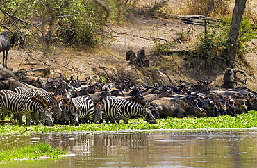 Common Plains Zebra (Grant's) and Buffalodrinking,  Grumeti, Tanzania