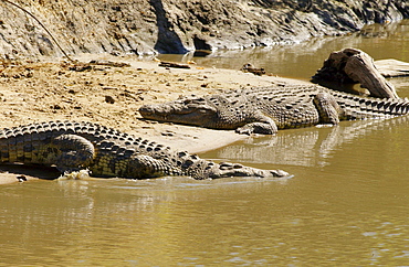 Nile Crocodiles, Grumeti River, Tanzania, East Africa