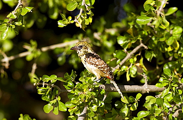 Usambiro Barbet, Grumet, Tanzania, East Africa