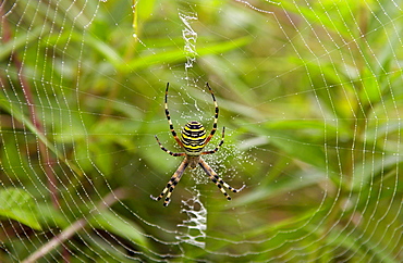 A spider  spinning a dew- covered web