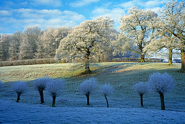 Heavy frost on trees in a field in Swinbrook, Oxfordshire in the Cotswolds area of rural England, United Kingdom