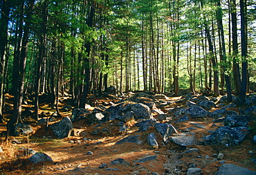 Dappled sunlight through trees in a forest scene in Bhutan.