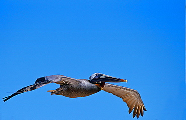 Brown Pelican bird in flight in clear blue sky, Galapagos Islands, Ecuador