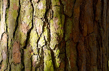 Trunk and bark of a fir tree in woodland, Oxfordshire, England