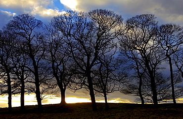 Tree Silhouettes, Peak District