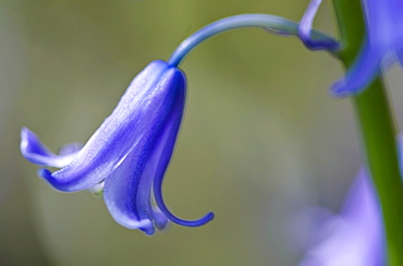 Bluebell, England