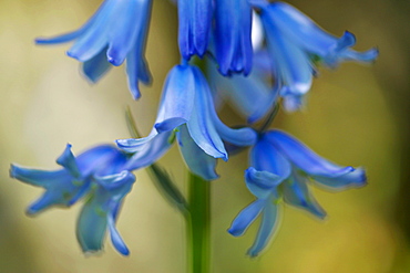 Bluebells, England