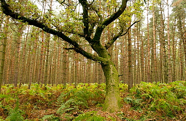 Woodland sceneduring autumn in Oxfordshire, England