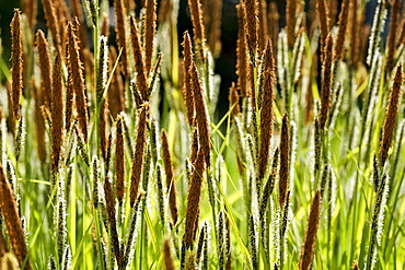 Wild Grasses,  England