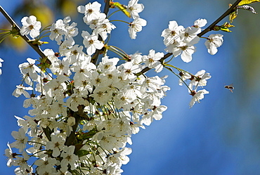 Cherry Blossom, England