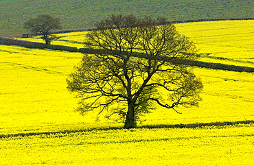 Rape seed crop in a field, England