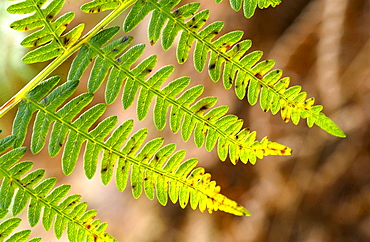 Woodland fern in Oxfordshire, England