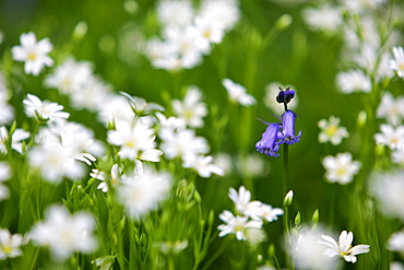 Wild Flowers growing in a meadow, England