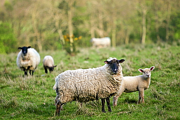 Sheep with young lambs, Oxfordshire, Cotswolds, England