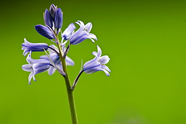 Spanish Bluebells growing in England