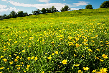 Buttercups in meadow, England