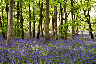 Bluebells in Woodland, England