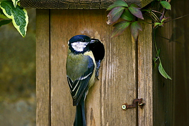 Great Tit holding an insect in its beak rests on a bird box, England