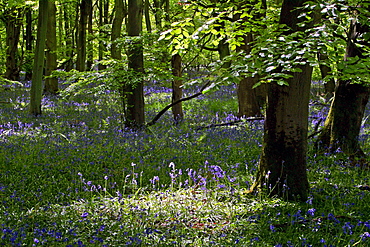 Bluebells in Woodland, England