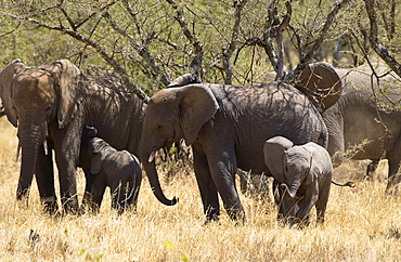 Elephant family, Serengeti