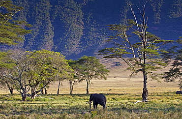 Elephant feeding in Ngoro Ngoro Crater, Tanzania