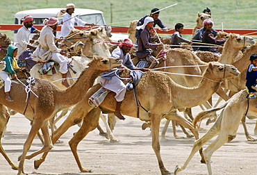 Camel Race, Abu Dhabi, Gulf States