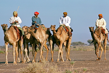 Camels and riders in a camel train,  Abu Dhabi.