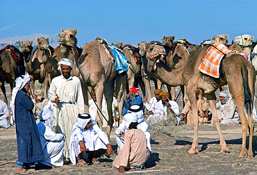 Camel train at rest, Al Ain, Abu Dhabi