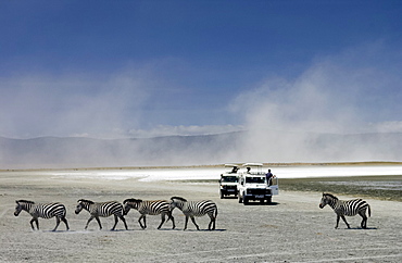 A herd of Common Plains Zebra (Grant's) by the salt pan of Lake Magadi in the  Ngorongoro Crater, Tanzania