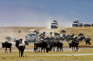 Herd of Blue Wildebeest, Ngorongoro Crater, Tanzania, East Africa