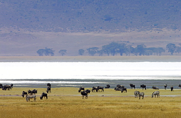 Blue Wildebeest, Ngorongoro Crater, Tanzania, East Africa