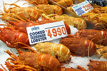 Cooked Tasmanian lobsters for sale at Sydney Fish Market, Darling Harbour, Australia