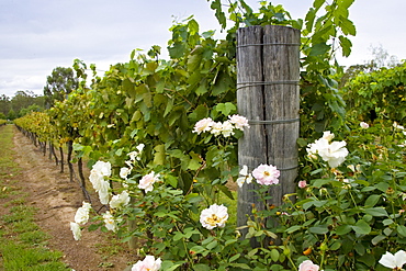 Rose bush as a warning of any greenfly infestation at a Winery, Hunter Valley, Australia