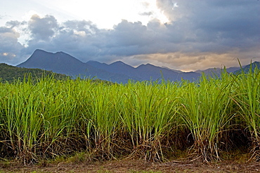 Sugar cane paddock with Mount Demi in the background, Queensland, Australia