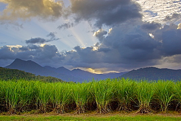 Sugar cane paddock with Mount Demi in the background, Queensland, Australia