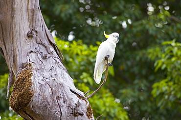 Sulphur-crested Cockatoo perched in a Forest Red Gum Tree, Australia