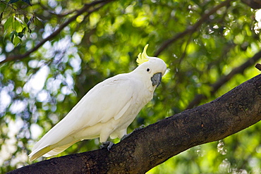 Sulphur-crested Cockatoo perched in a Forest Red Gum Tree, Australia